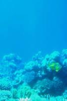 Acquario sottomarino di Eilat: meditando Gen 1, la meraviglia della creazione con tutte le sue specie