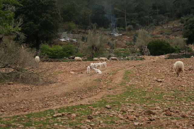 Majorca Giovanni 266