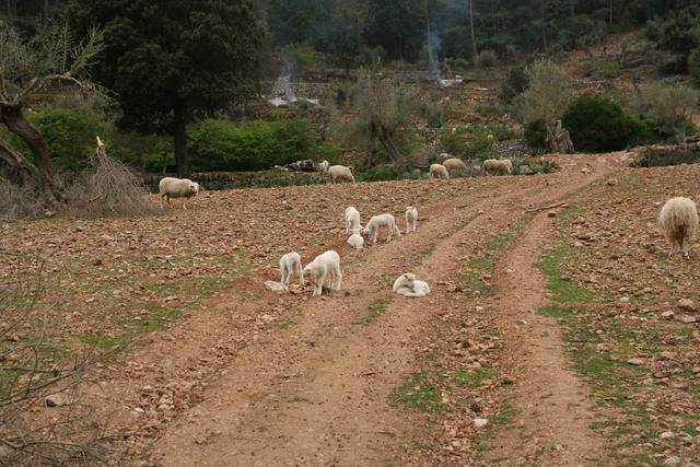 Majorca Giovanni 268