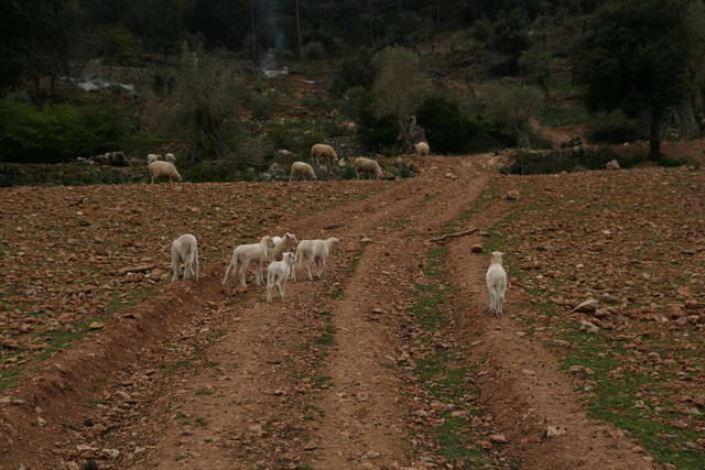 Majorca Giovanni 272
