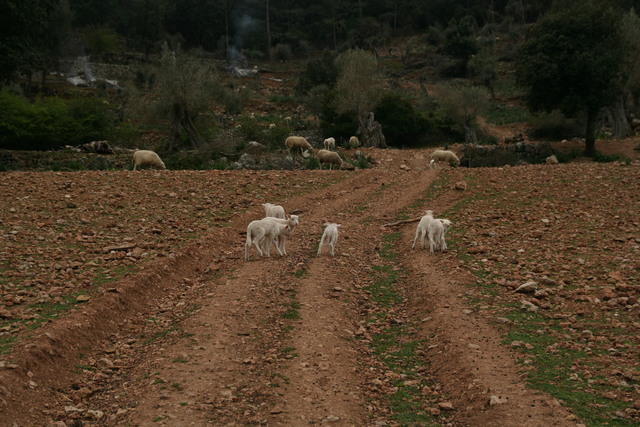 Majorca Giovanni 276