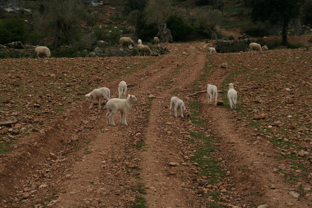 Majorca Giovanni 277