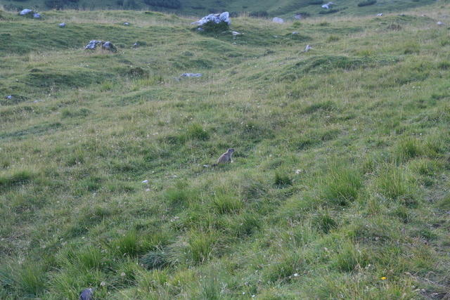 Marmotta in val Vissada