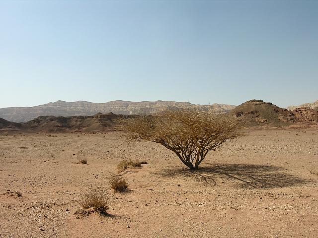 Timna