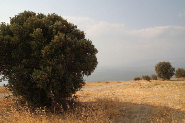 Monte delle beatitudini: discesa a Tabgha meditando sulla predicazione di Gesù