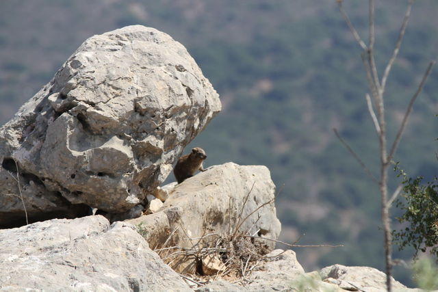 Castello di Nimrod: gli iraci