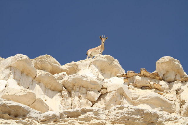 Gli ibex (Sal 18,34: Mi hai dato agilità come di cerve, sulle alture mi fai camminare)