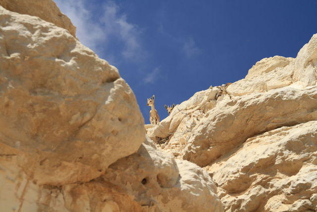 Gli ibex (Sal 18,34: Mi hai dato agilità come di cerve, sulle alture mi fai camminare)