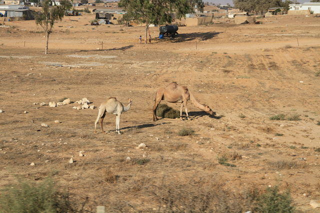 Tell Beer Sheva