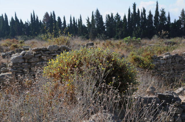 Ugarit