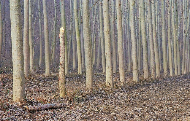 Lomabardia - Parco del Ticino - Motta Visconti (PV) - ottobre 2000