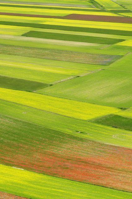 Piani di Castelluccio di Norcia - giugno 2008