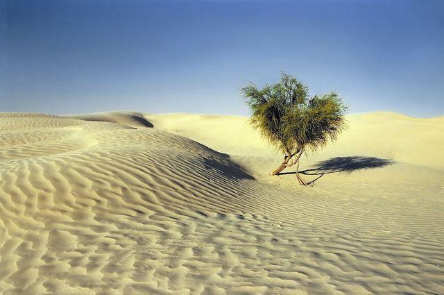 Tunisia - grandi dune - Douze - febbraio 2007