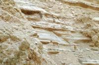 Nel canyon di Ein Avdat. Gli ibex accompagnano il cammino