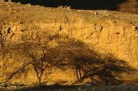 Montagne di Eilat: un arbusto che ricorda il roveto ardente