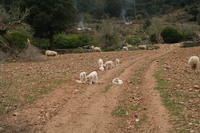 Majorca Giovanni 268
