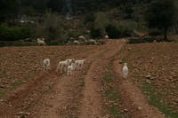 Majorca Giovanni 272