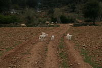 Majorca Giovanni 276