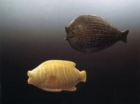 Museo d'Israele: pesci in alabastro del periodo cananaico