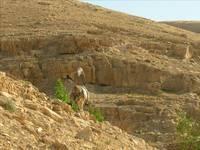 Sulla strada che scende da Gerusalemme a Gerico nel deserto di Giuda