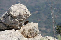 Castello di Nimrod: gli iraci