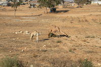 Tell Beer Sheva