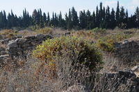 Ugarit