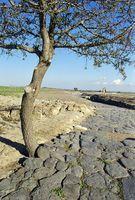 Mirabilia Dei: alberi. Foto di Riccardo Aperti