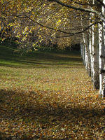 Piemonte - Magnano-Bose (BI) - novembre 2007