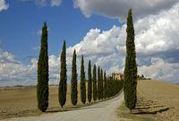 Toscana - Pienza (SI) - agosto 2006