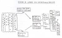 Schema di p. Ugo Vanni S.J. per una lezione sull'antropologia paolina